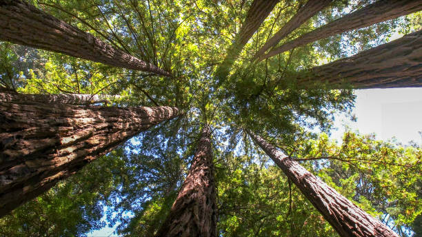 The Steps Involved in Our Tree Care Process in Cave City, AR